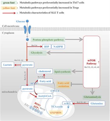 T Cell Metabolism: A New Perspective on Th17/Treg Cell Imbalance in Systemic Lupus Erythematosus